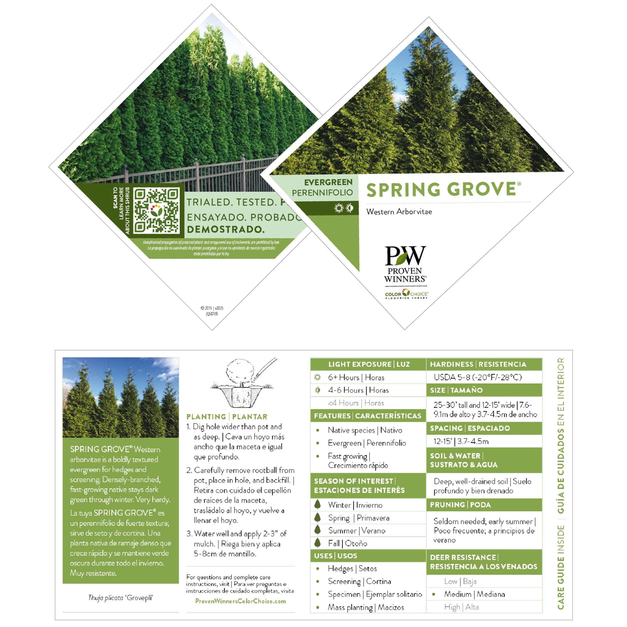 Proven Winners ColorChoice 6" Spring Grove Western Arborvitae Live Plant in 7.5" Pot