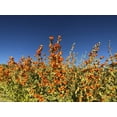 thumbnail image 2 of Popcorn 14x12 White Modern Wood Framed Museum Art Print Titled - Wildflowers XXIII, 2 of 4