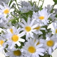 thumbnail image 4 of 13" White Mini Daisies Bundle, 4 of 5