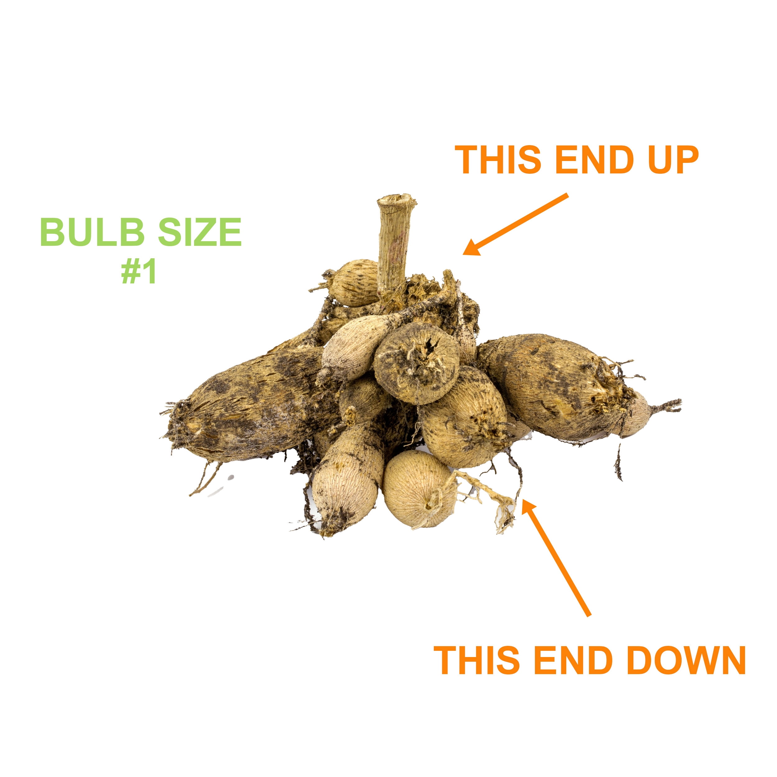Garden State Bulb Go-Go Peach Dahlia Flower Bulbs, Bare Roots, Spring Planting (Bag of 12)