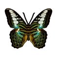 thumbnail image 2 of Xihbxyly Colgante de Madera con Forma de Mariposa, Decoración de Pared Inspirada En La Naturaleza, Diseño Rústico de Madera, Versátil para Interiores y Exteriores, Ideal para Sala de Estar, Jardín, C, 2 of 6