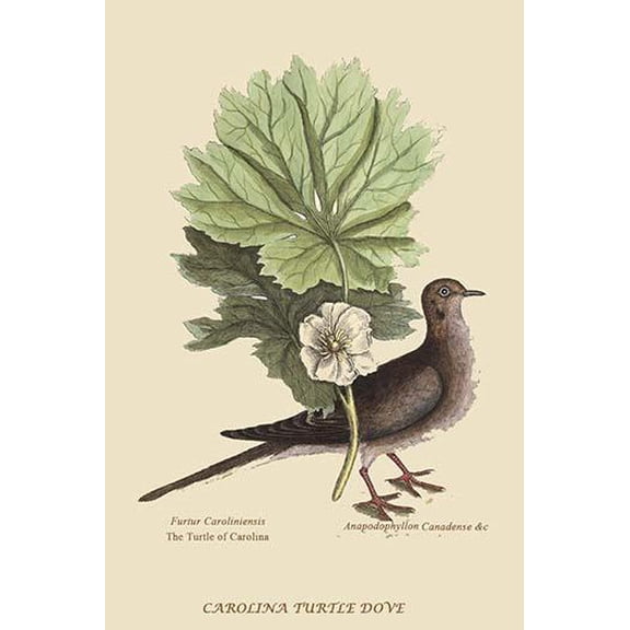Carolina Turtle Dove-Fine Art Canvas Print (20" x 30")
