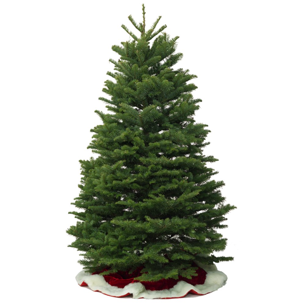 5 6 Ft. Noble Fir (1 or Better)
