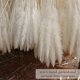 thumbnail image 4 of Hierba de pampa seca Decoración de jarrones de flores secas artificiales, decoración de hierba de pampa y flores secas, hierba de pampa natural, hierba de pampa seca, d, 4 of 5