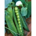 thumbnail image 3 of Burpee Easy Peasy Pea Vegetable Seed Annual Lifecycle 1 Pack, 3 of 3