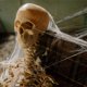 thumbnail image 5 of Halloween Spider Web 200G, Halloween Spider Web with 30 Fake Spiders, Spider Web, Halloween Decoration Activity, Halloween Indoor and Outdoor Decorati, 5 of 5