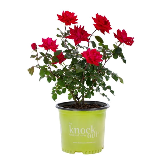 The Knock Out® Family of Roses 'The Red Double Knock Out® Rose' Live Shrub in 1-Gallon Grower Pot