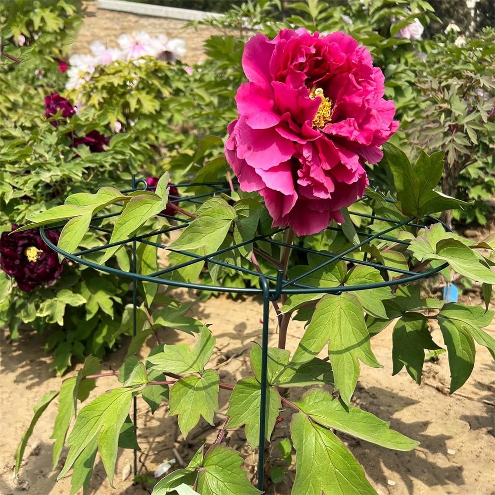 NOGIS 2 Pack Round Peony Cages and Supports Grow Through Grid Plant Brace,16 inch Heigh Plant Support Stake for Small Plant Flower Vegetable (12 x 16 Inch)
