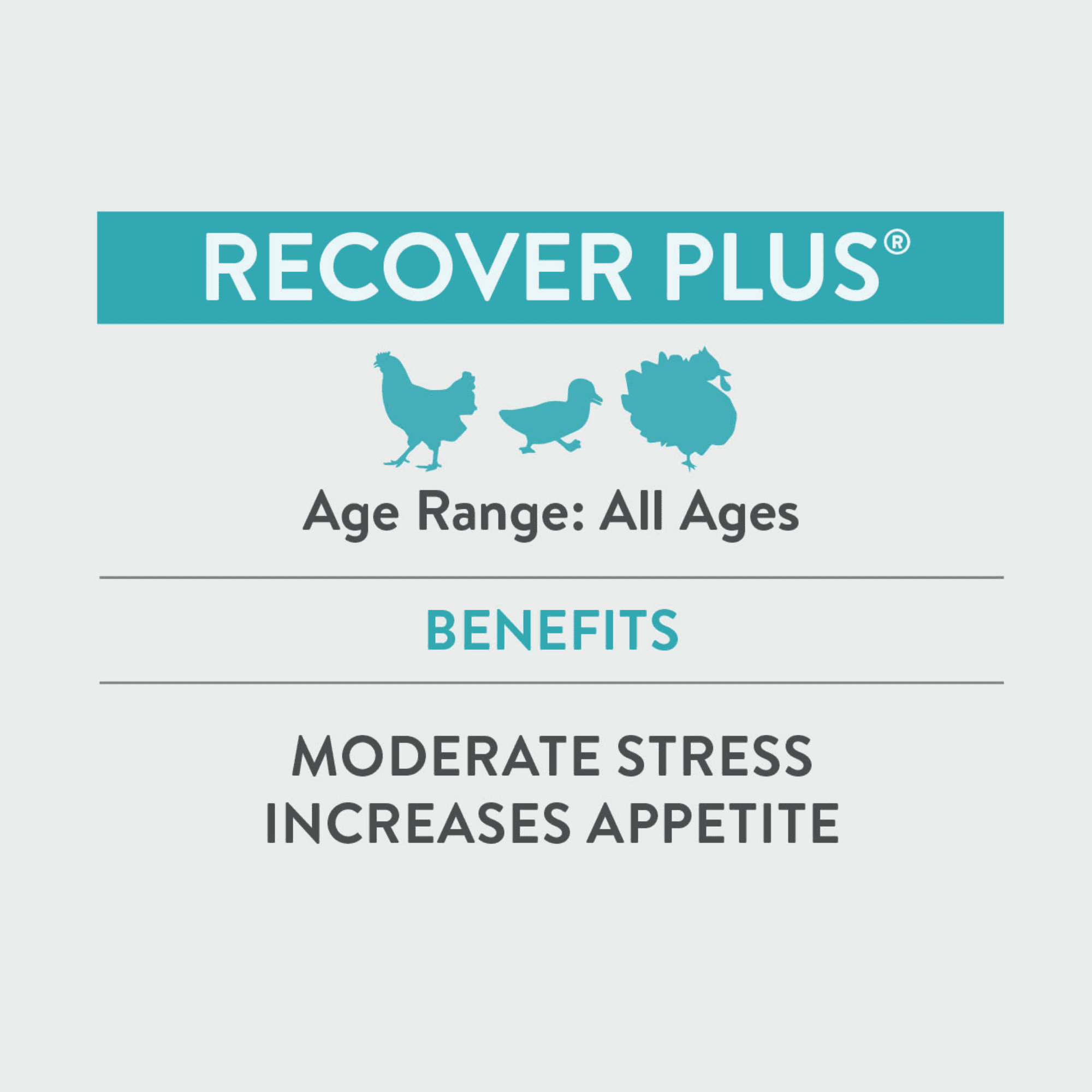 FlockLeader Recover Plus Poultry Supplement for Chickens, 2.5 Ounce