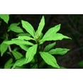 thumbnail image 5 of Spearmint Seeds/ Perennial/ Full Sun/12500 Seeds 1 Gram/ Zellajake Farm and Garden - B320, 5 of 5