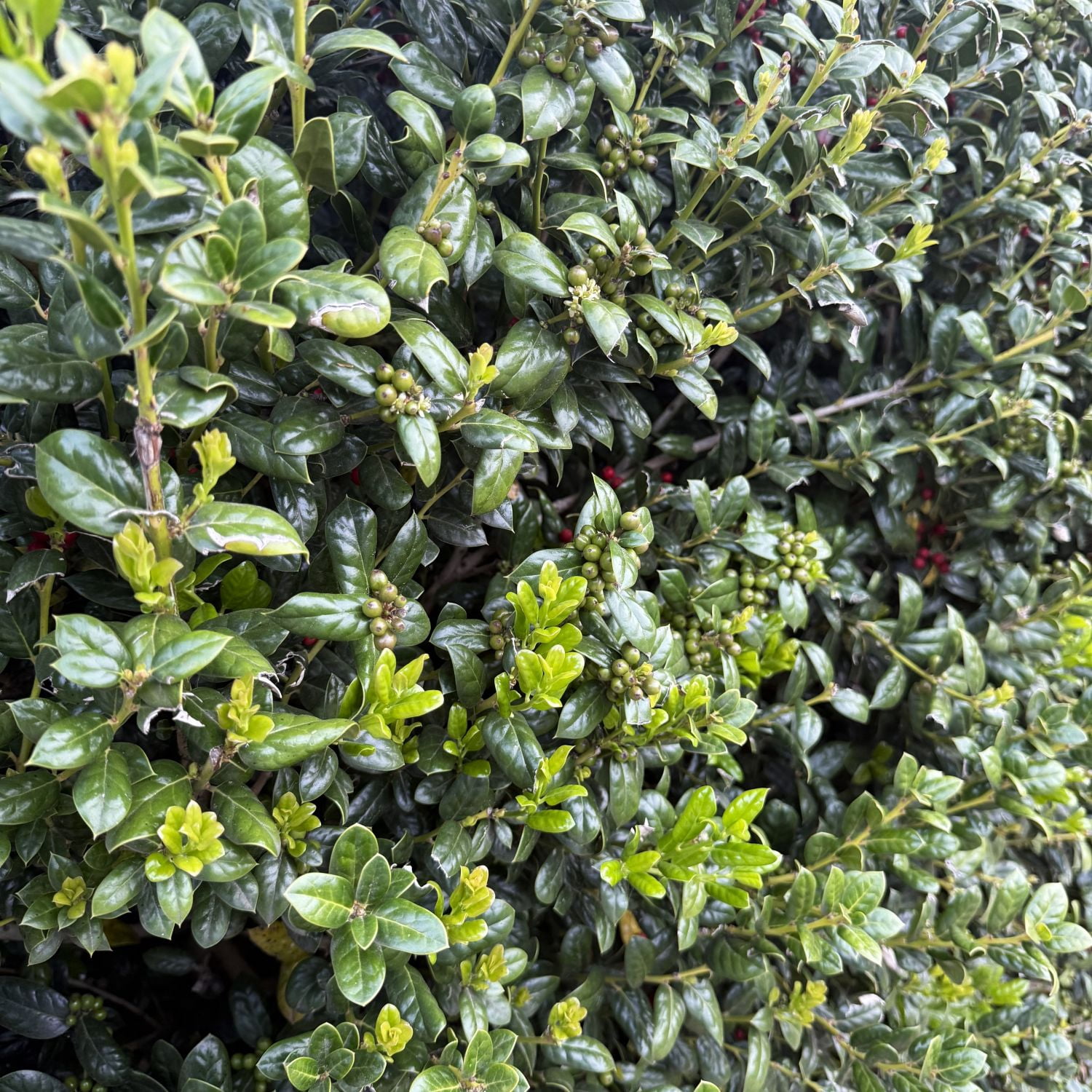 Expert Gardener Dwarf Burford Holly (2.5 Gallon) Compact Evergreen Shrub with Glossy Green Foliage - Full Sun Plant