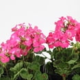 thumbnail image 2 of Expert Gardener 8" Pink Geranium Live Plants in 4" Grower Pot Full Sun, 2 of 7