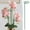 As show, variant on Weloille 40cm Plant Stakes for Flowers, Garden Tall Single Stem Support Stake Plant Cage Support Rings for Flowers Amaryllis Tomatoes Peony Lily Rose Narcissus