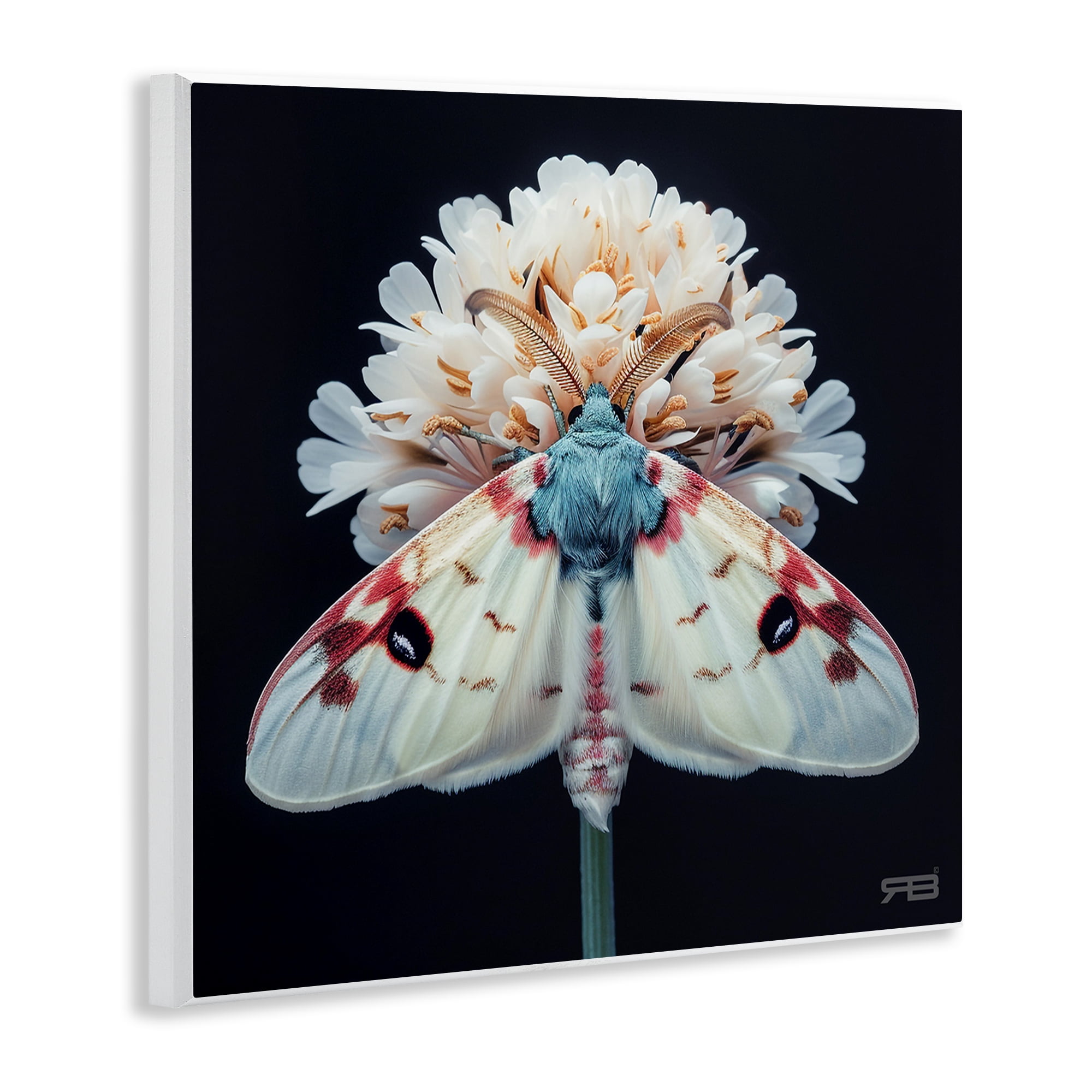 Stupell Industries Moth & White Flowers Animals & Insects Painting Unframed Art Print Wall Art, 12 x 12