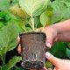 thumbnail image 5 of 100 Stck Abbaubare Anzuchttpfe Runde 8 Cm, Biologisch Abbaubare Pflanztpfe Samentpfe Fr Smlingen, Saate, Stecklingen Mit 100 Stck Plastik Pflanzschild, 5 of 5