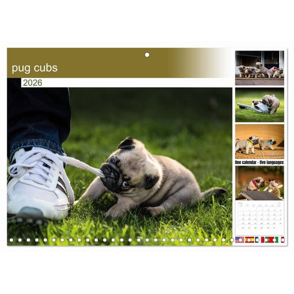 pug cubs (Monthly Wall Calendar 2026 11.7 x 16.5 (open)), CALVENDO 14 Month Calendar