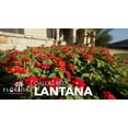 thumbnail image 2 of Lantana Dallas Red | 3 Large Gallon Size Plants | Lantana Camara | Flowering Perennial | Garden Colorful Bloom | Hardy Outdoor Decor | Vibrant Red Flowers, 2 of 6