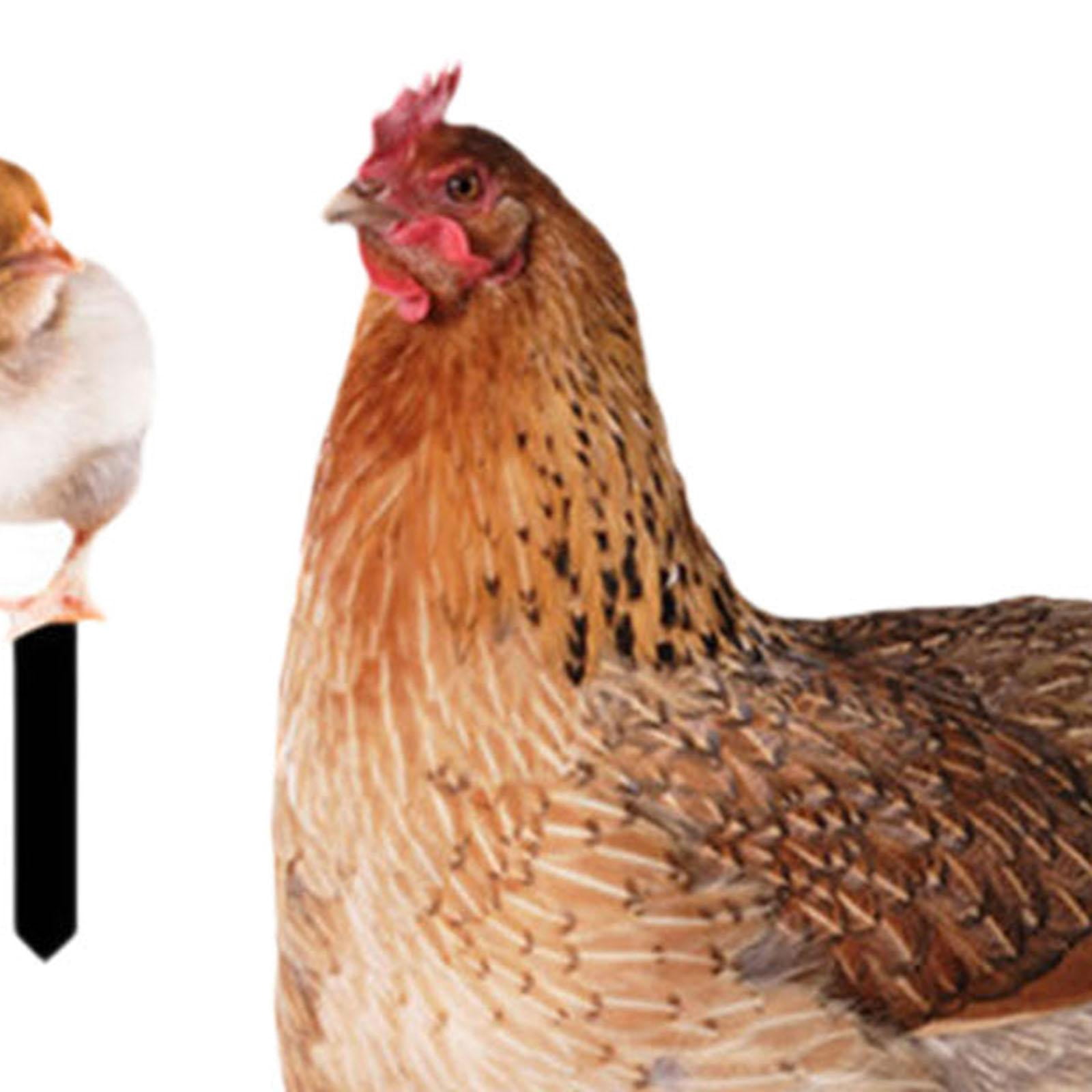simhoa 5Pcs Hen Statue Garden Stakes Chicken Figurines Ground Insert Yard Sign Yard Art Animal Sculptures for Lawn Patio Floor Decor