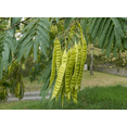 thumbnail image 2 of Monkeypod Live Tree Plant, 5–10 Inch Tall Tropical Shade Tree Starter in 4 Inch Pot, Young Rain Tree for Outdoor Garden and Landscape Planting, 2 of 10