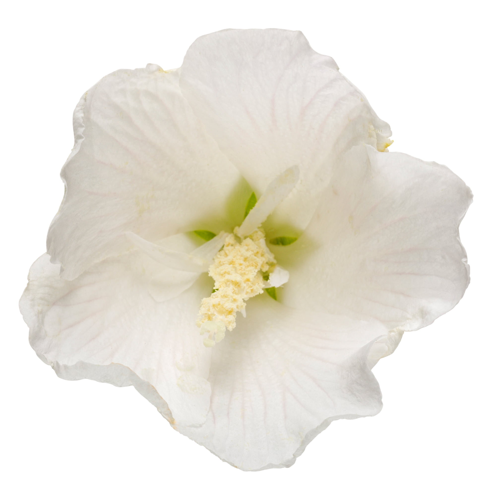 Proven Winners ColorChoice White Pillar Hibiscus Live Shrub (2 Gallon)