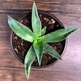 thumbnail image 6 of MicroStarts Live Emerald Giants Agave - 1 Succulent Plant in 4 inch pot, 6 of 6