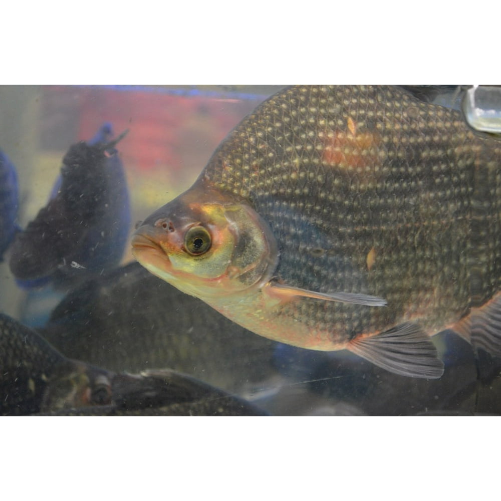 Tilapia Fin Species Fins Scales Fish Cichlid20 Inch By 30 Inch