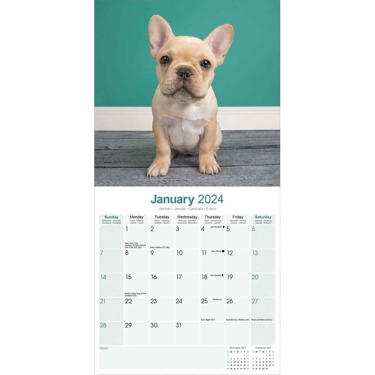 French Bulldog Calendar 2024 Square Dog Breed Wall Calendar - 16 Month -  Walmart.com