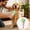 Green, variant on Ice Grooming Brush Massage Silicone Comb for Bathing and Shedding Control with Ergonomic Handle for Cats and Small Animals Pet Supplies