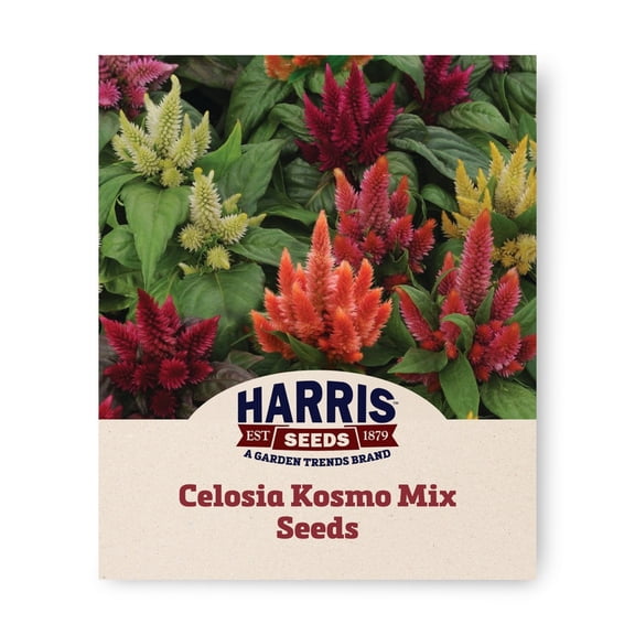Harris Seeds - Celosia Kosmo Mix Seeds - Multicolor Flowers - 100 Seeds