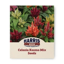 Harris Seeds - Celosia Kosmo Mix Seeds - Multicolor Flowers - 100 Seeds