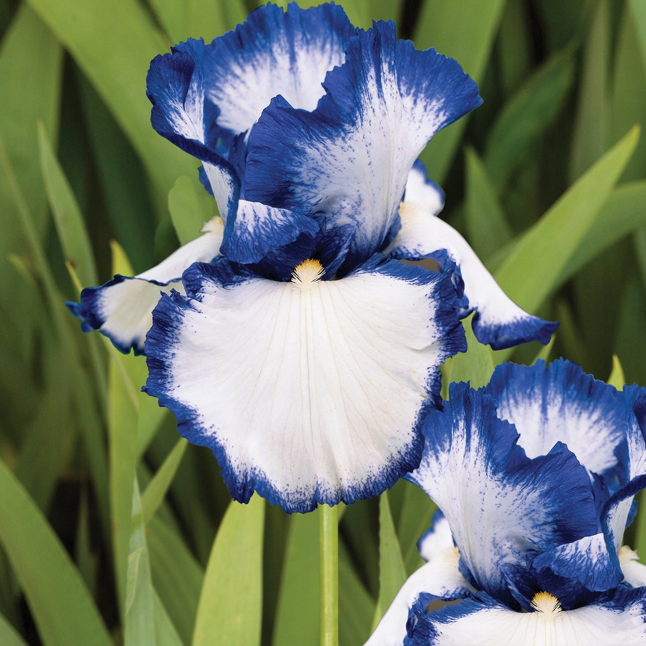 Expert Gardener Bearded Iris Presbys Crown Jewel Plant Bulbs (1 Dormant Bulb)