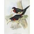 thumbnail image 3 of Gould, John 12x14 Black Modern Framed Museum Art Print Titled - Yellow-Billed Aracari (Toucan), 3 of 5