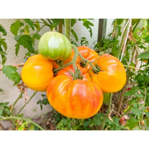 50 Seeds PINEAPPLE TOMATO Heirloom Beefsteak Indeterminate Solanum Fruit Seeds