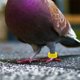 thumbnail image 3 of 100 anillos para patas de palomas, coloridos, legibles y numerados, para identificación de aves., 3 of 6
