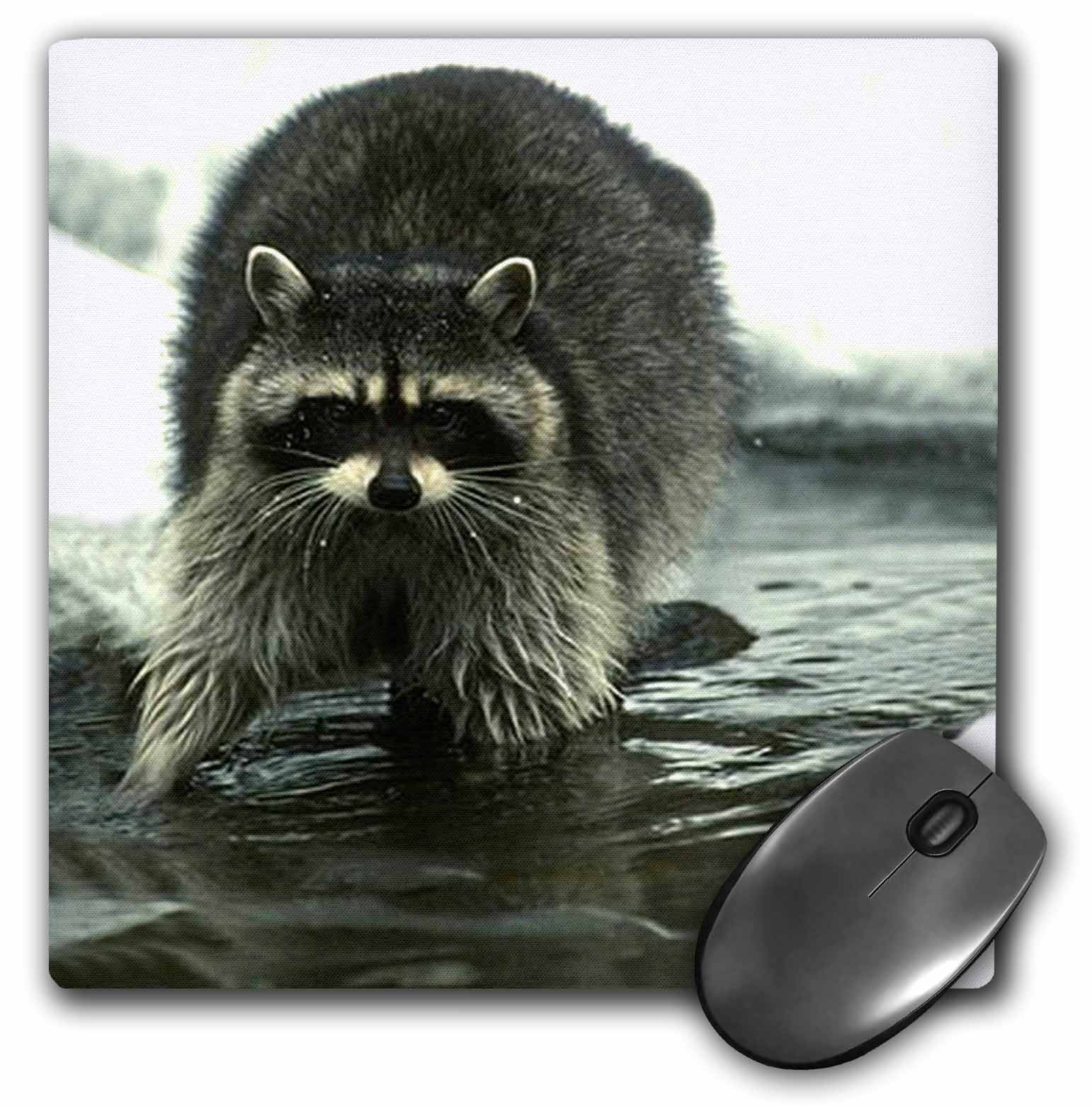 3dRose Raccoon, Raccoons, Mouse Pad, 8 by 8 inches