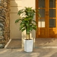 thumbnail image 6 of DR.Planzen Artificial Dracaena Tree 5ft - UV Protected Faux Dracaena Plant with 57 Green Leaves, Fake Tree for Indoor & Outdoor Use, Sturdy Tall White Planter with River Stones, 6 of 10