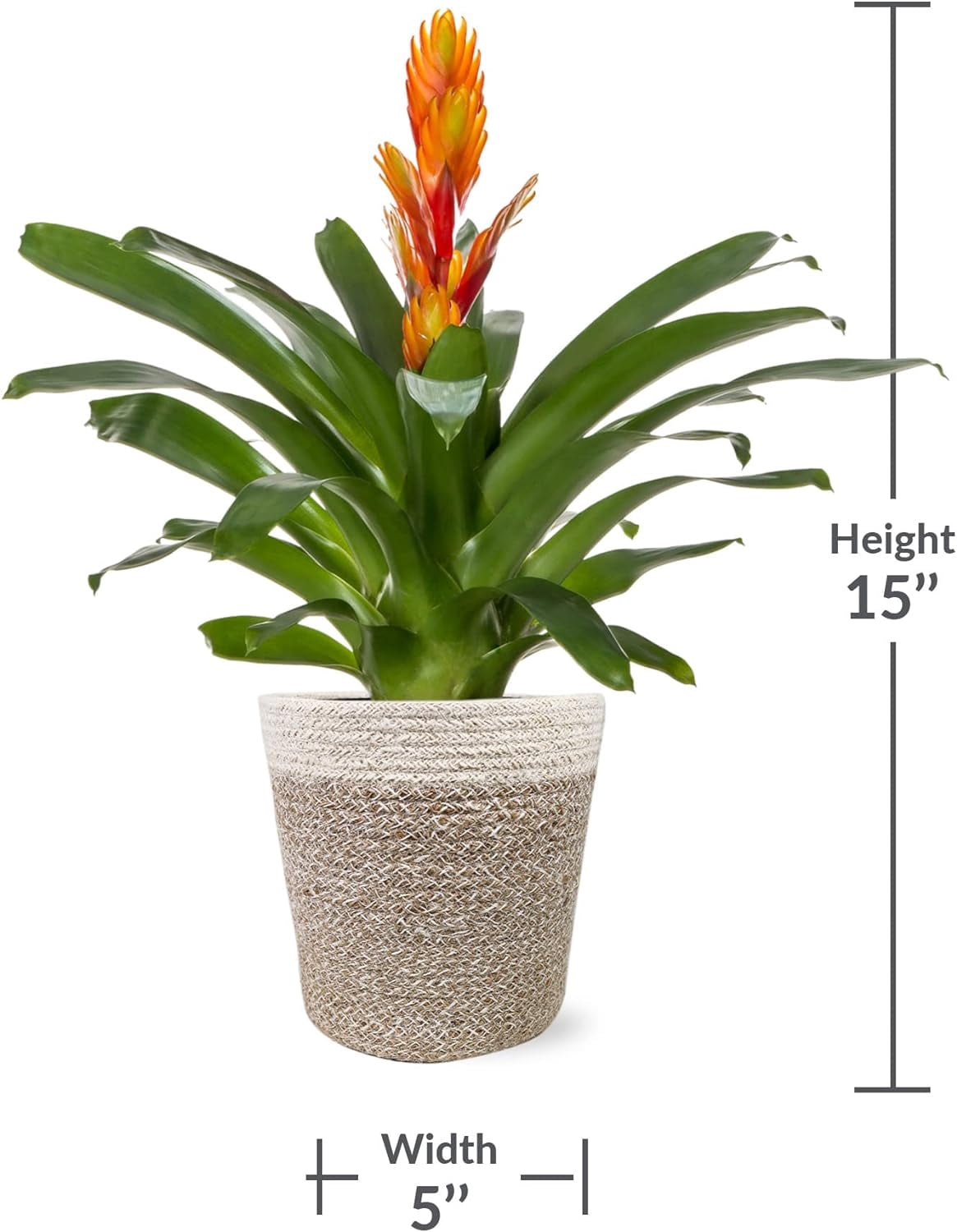 Just Add Ice 15" Tall Orange Vriesea Bromeliad Live Plant in 5" Moss Topped Cream Jute Pot, House Plant
