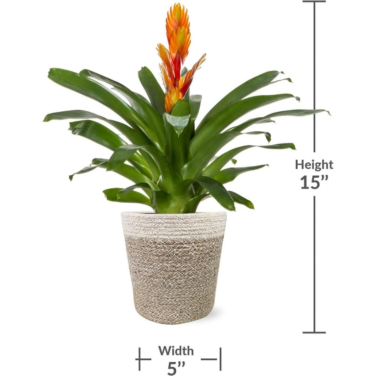 Vriesea 'Manoa Valley' 中株 Just Add Ice 15