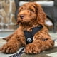 thumbnail image 2 of Arnés para perros Gooby Comfort X Head en negro para perros grandes, 2 of 5