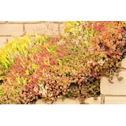150 MIXED SEDUM Stonecrop Succulent Groundcover Red White Yellow Pink Purple Flower Seeds