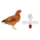 thumbnail image 4 of Depósito de Agua de Nippler Nippler de Dispensador de Agua de Alimentación de Pollo Horizontal de 100 Blanco Salvador Aves de pollo Nippler de agua, 4 of 10