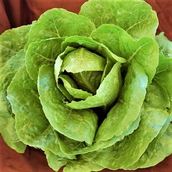 Paris, Parris Island Romaine Lettuce Seeds - 100 Count Seed Pack - Crunchy, Sweet Leaves, Buttery-Green Heart, and Vigorous - Country Creek LLC