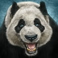 thumbnail image 2 of LaMontagne, Patrick 12x12 White Modern Wood Framed Museum Art Print Titled - Panda Face, 2 of 4
