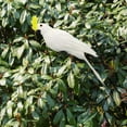 thumbnail image 3 of Fake Macaw Artificial Birds Model Sculpture Feather Parrot Macaw Artificial Bird White, 3 of 8