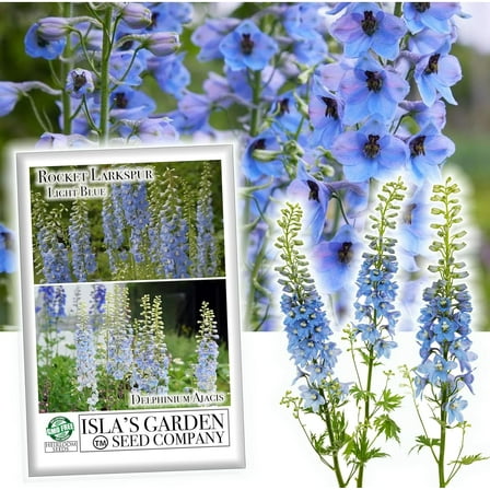 Larkspur Rocket Light Blue Flower Seeds, 250 Seeds Per Packet, Isla's Garden Seeds