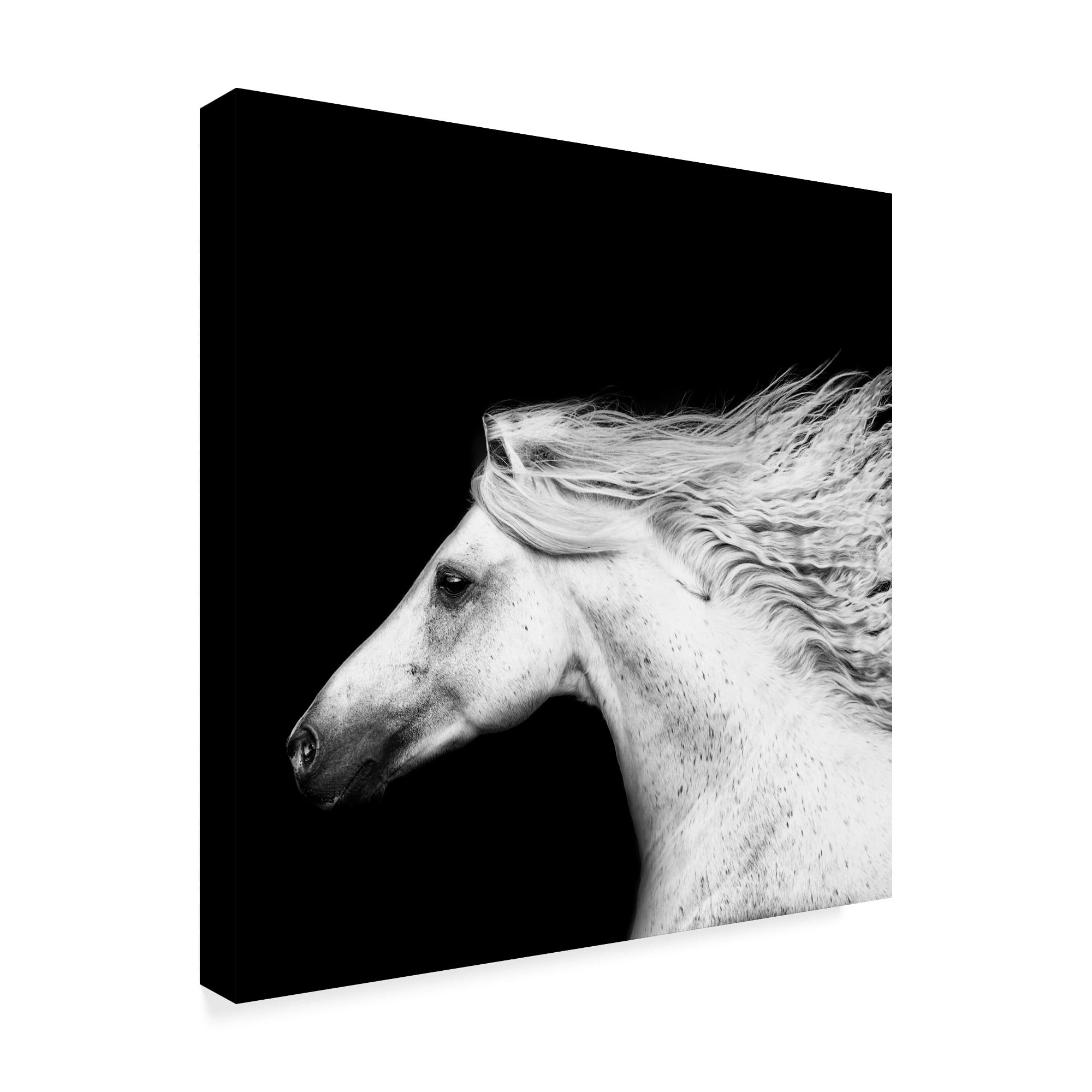 Trademark Fine Art 'Black And White Horses V' Canvas Art by PHBurchett