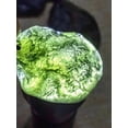 thumbnail image 2 of Moldavite Crystal Necklace,Rough Meteorite Stone,Green Tektite,Irregular Shape, 2 of 5