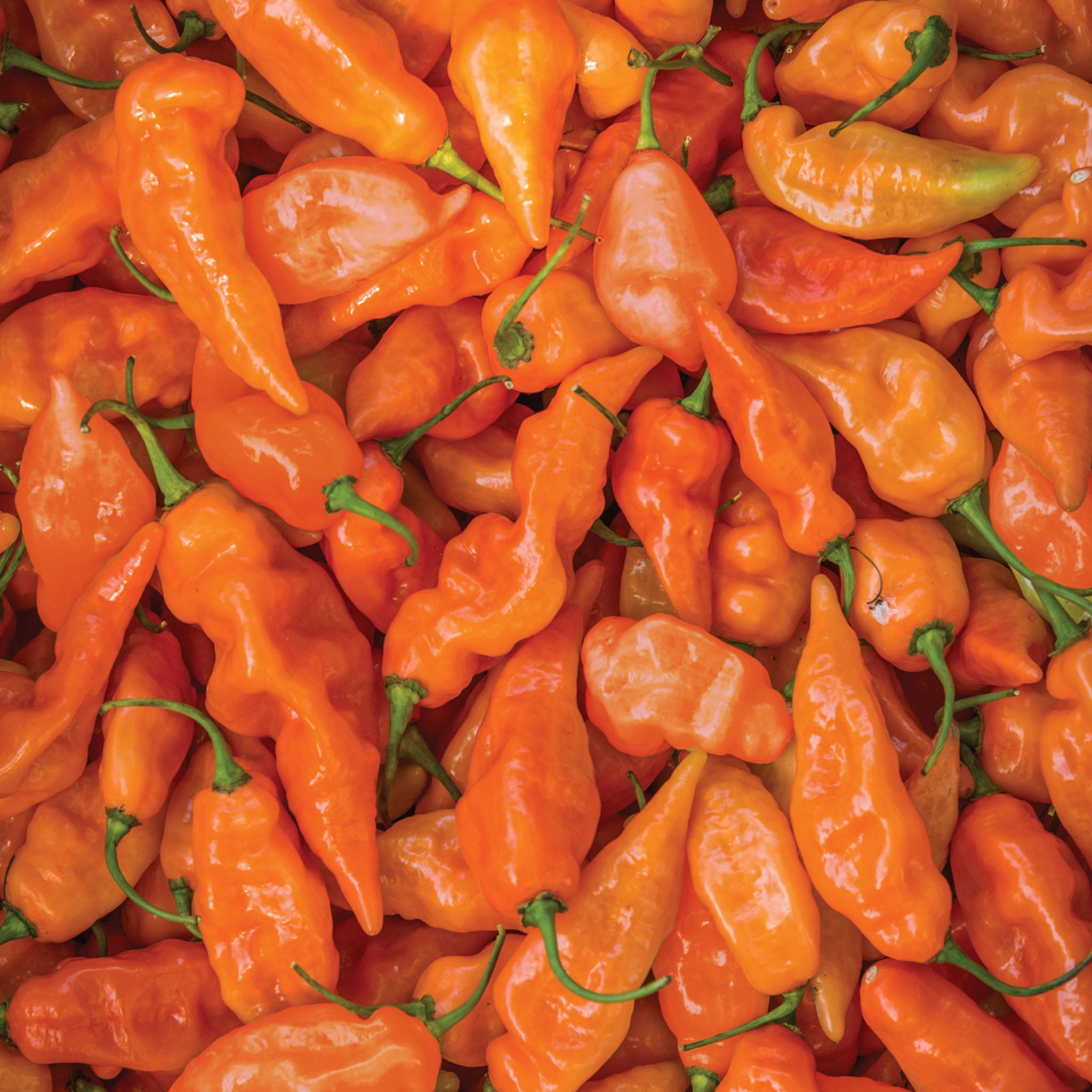 Expert Gardener Hot Habanero Orange Pepper Vegetable