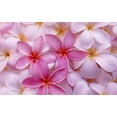 thumbnail image 5 of Hawaiian Frangipani Plumeria Live Shrub Plant Cuttings Multi Color 4 Pack Full Sun, 5 of 11