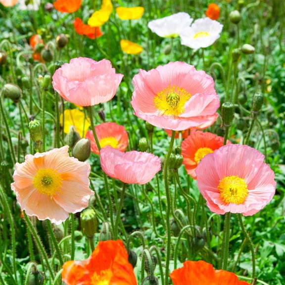 Champagne Bubbles Mix Iceland Poppy ~100 Seeds – Papaver nudicaule – Perennial Flower for Cool Climates – Pink, Orange, Scarlet, Yellow & Ivory – Compact Mounded Plants – 91–98 Days to Bloom